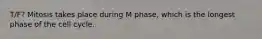 T/F? Mitosis takes place during M phase, which is the longest phase of the cell cycle.