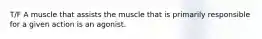 T/F A muscle that assists the muscle that is primarily responsible for a given action is an agonist.