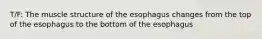 T/F: The muscle structure of the esophagus changes from the top of the esophagus to the bottom of the esophagus