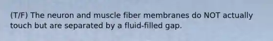 (T/F) The neuron and muscle fiber membranes do NOT actually touch but are separated by a fluid-filled gap.