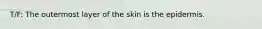 T/F: The outermost layer of the skin is the epidermis.