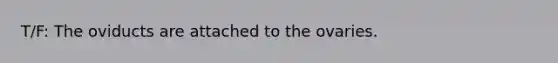 T/F: The oviducts are attached to the ovaries.