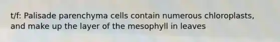 t/f: Palisade parenchyma cells contain numerous chloroplasts, and make up the layer of the mesophyll in leaves