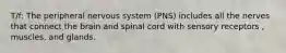 T/f: The peripheral nervous system (PNS) includes all the nerves that connect the brain and spinal cord with sensory receptors , muscles, and glands.