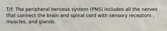 T/f: The peripheral nervous system (PNS) includes all the nerves that connect the brain and spinal cord with sensory receptors , muscles, and glands.