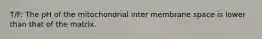 T/F: The pH of the mitochondrial inter membrane space is lower than that of the matrix.