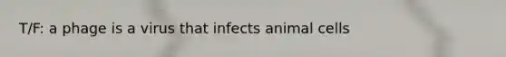 T/F: a phage is a virus that infects animal cells