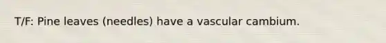 T/F: Pine leaves (needles) have a vascular cambium.