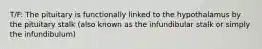T/F: The pituitary is functionally linked to the hypothalamus by the pituitary stalk (also known as the infundibular stalk or simply the infundibulum)