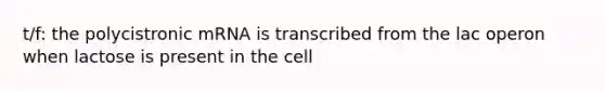 t/f: the polycistronic mRNA is transcribed from the lac operon when lactose is present in the cell