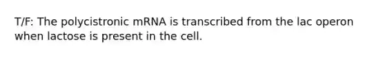 T/F: The polycistronic mRNA is transcribed from the lac operon when lactose is present in the cell.