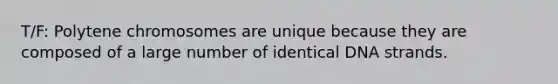 T/F: Polytene chromosomes are unique because they are composed of a large number of identical DNA strands.