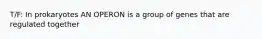 T/F: In prokaryotes AN OPERON is a group of genes that are regulated together