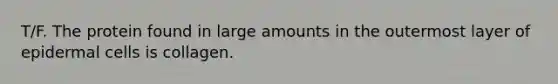 T/F. The protein found in large amounts in the outermost layer of epidermal cells is collagen.