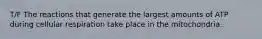 T/F The reactions that generate the largest amounts of ATP during cellular respiration take place in the mitochondria.