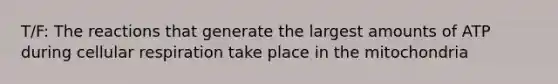 T/F: The reactions that generate the largest amounts of ATP during <a href='https://www.questionai.com/knowledge/k1IqNYBAJw-cellular-respiration' class='anchor-knowledge'>cellular respiration</a> take place in the mitochondria