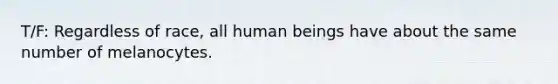 T/F: Regardless of race, all human beings have about the same number of melanocytes.