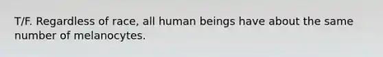 T/F. Regardless of race, all human beings have about the same number of melanocytes.