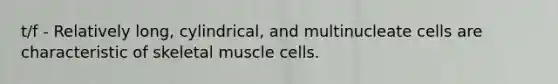 t/f - Relatively long, cylindrical, and multinucleate cells are characteristic of skeletal muscle cells.