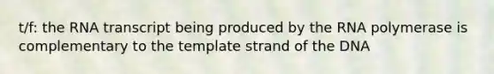 t/f: the RNA transcript being produced by the RNA polymerase is complementary to the template strand of the DNA