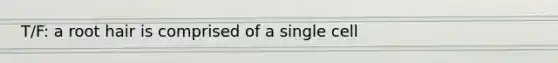 T/F: a root hair is comprised of a single cell