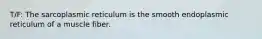 T/F: The sarcoplasmic reticulum is the smooth endoplasmic reticulum of a muscle fiber.