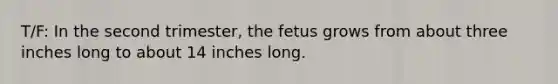 T/F: In the second trimester, the fetus grows from about three inches long to about 14 inches long.