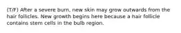 (T/F) After a severe burn, new skin may grow outwards from the hair follicles. New growth begins here because a hair follicle contains stem cells in the bulb region.