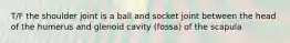 T/F the shoulder joint is a ball and socket joint between the head of the humerus and glenoid cavity (fossa) of the scapula