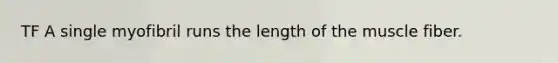 TF A single myofibril runs the length of the muscle fiber.