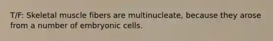 T/F: Skeletal muscle fibers are multinucleate, because they arose from a number of embryonic cells.