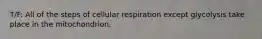T/F: All of the steps of cellular respiration except glycolysis take place in the mitochondrion.