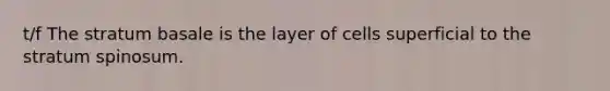 t/f The stratum basale is the layer of cells superficial to the stratum spinosum.