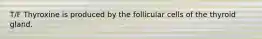 T/F Thyroxine is produced by the follicular cells of the thyroid gland.