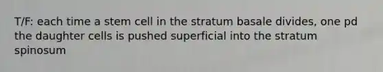 T/F: each time a stem cell in the stratum basale divides, one pd the daughter cells is pushed superficial into the stratum spinosum