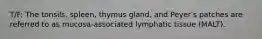 T/F: The tonsils, spleen, thymus gland, and Peyerʹs patches are referred to as mucosa-associated lymphatic tissue (MALT).