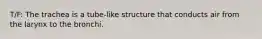 T/F: The trachea is a tube-like structure that conducts air from the larynx to the bronchi.