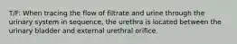 T/F: When tracing the flow of filtrate and urine through the urinary system in sequence, the urethra is located between the urinary bladder and external urethral orifice.