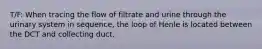 T/F: When tracing the flow of filtrate and urine through the urinary system in sequence, the loop of Henle is located between the DCT and collecting duct.