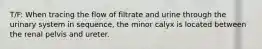 T/F: When tracing the flow of filtrate and urine through the urinary system in sequence, the minor calyx is located between the renal pelvis and ureter.