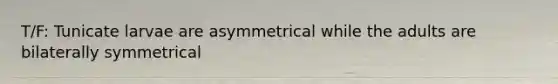 T/F: Tunicate larvae are asymmetrical while the adults are bilaterally symmetrical