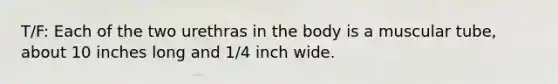 T/F: Each of the two urethras in the body is a muscular tube, about 10 inches long and 1/4 inch wide.