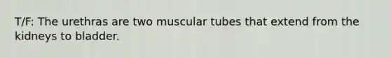 T/F: The urethras are two muscular tubes that extend from the kidneys to bladder.