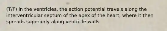 (T/F) in the ventricles, the action potential travels along the interventricular septum of the apex of the heart, where it then spreads superiorly along ventricle walls