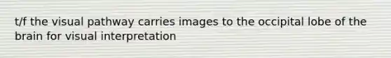 t/f the visual pathway carries images to the occipital lobe of <a href='https://www.questionai.com/knowledge/kLMtJeqKp6-the-brain' class='anchor-knowledge'>the brain</a> for visual interpretation