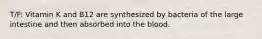 T/F: Vitamin K and B12 are synthesized by bacteria of the large intestine and then absorbed into the blood.