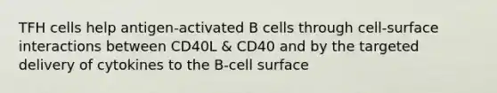 TFH cells help antigen-activated B cells through cell-surface interactions between CD40L & CD40 and by the targeted delivery of cytokines to the B-cell surface