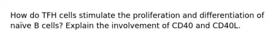 How do TFH cells stimulate the proliferation and differentiation of naïve B cells? Explain the involvement of CD40 and CD40L.