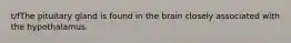t/fThe pituitary gland is found in the brain closely associated with the hypothalamus.
