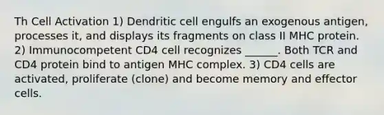 Th Cell Activation 1) Dendritic cell engulfs an exogenous antigen, processes it, and displays its fragments on class II MHC protein. 2) Immunocompetent CD4 cell recognizes ______. Both TCR and CD4 protein bind to antigen MHC complex. 3) CD4 cells are activated, proliferate (clone) and become memory and effector cells.